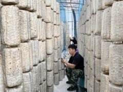  由武拆护林队、护